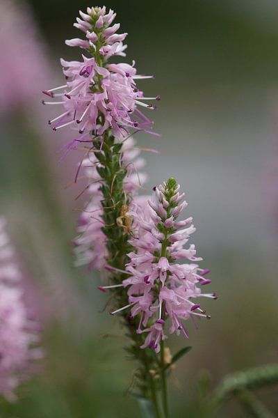 Speedwell (Veronica spicata) van Alexander Ludwig