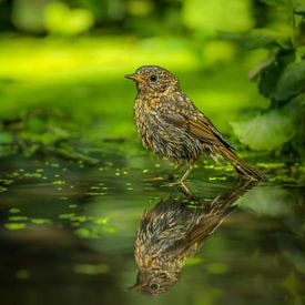 Jong Roodborstje met reflectie van Amanda Blom