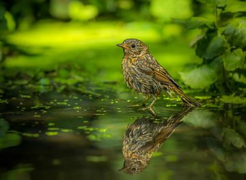 Young Robin Bird with reflection