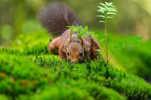 Eekhoorn zoekend naar eten
