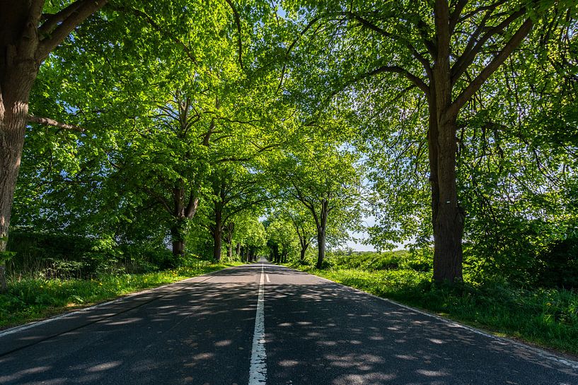 Deutsche Alleenstraße auf Rügen von GH Foto & Artdesign