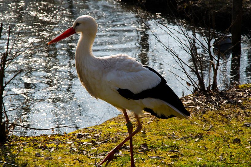 Ooievaar  by Abi Waren