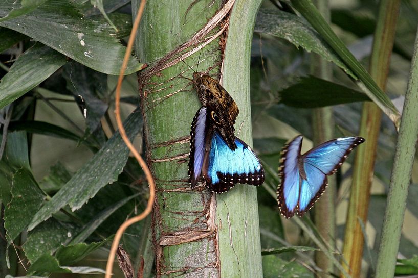 Blauwe Morpho vlinder van Antwan Janssen