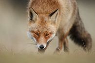 Portrait d'un renard par Menno Schaefer Aperçu