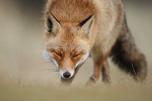 Porträt von Fuchs