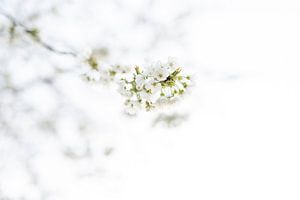 Blüte