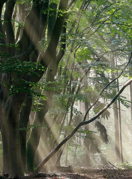 Matin ensoleillé dans les bois par Marloes ten Brinke