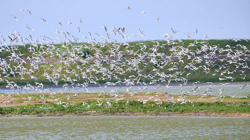 Large flock of flying terns by Reiner Würz / RWFotoArt