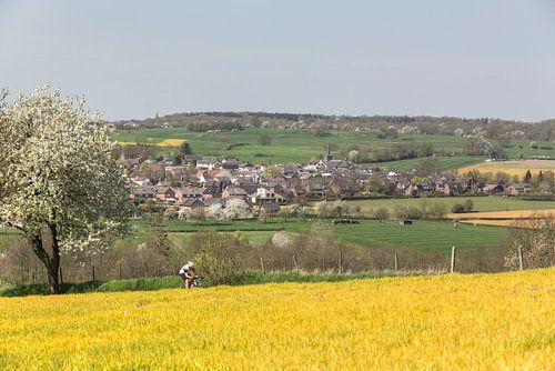 La floraison dans le sud du Limbourg