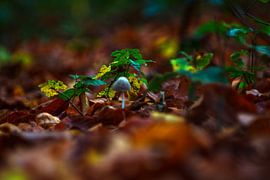 secret de la nature