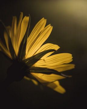Floral yellow dark & moody van Sandra Hazes