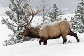 Elk ( Cervus canadensis ), bull in winter,