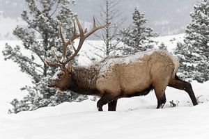 Wapiti ( Cervus canadensis ), amerikanischer Hirsch im Schnee, Yellowstone NP