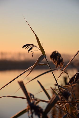 Winterwonderland in de vroege ochtend