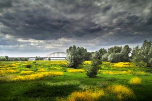 Blühende Überschwemmungsgebiete