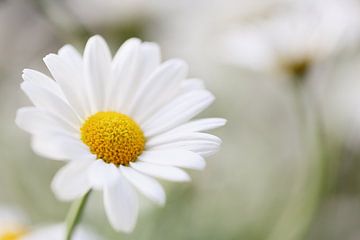 White daisy van LHJB Photography