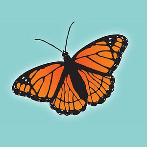 Papillon orange
