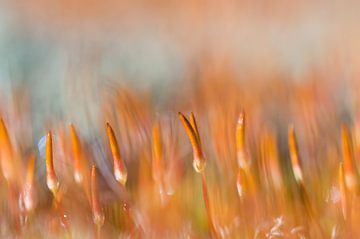 Hairy moss on fire by Danny Slijfer Natuurfotografie