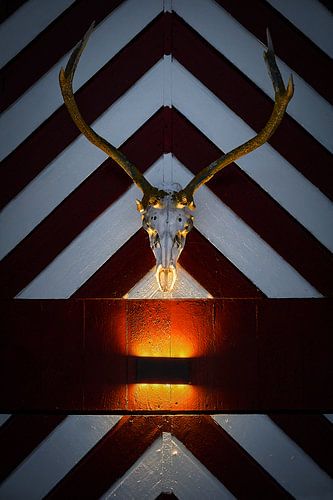 Schedel van een hert op een oude vissers hut op Godøy, Sunnmøre, Møre og Romsdal, Norway