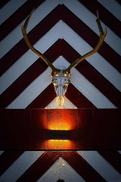 Skull of a deer on an old fishermen's hut on Godøy, Sunnmøre, Møre og Romsdal, Norway by qtx