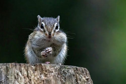 Photographie de la nature