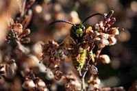 Wasp shows off in autumn