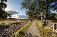 Hoorneboegse Heide, Heath area near Hilversum, bicycle path by Martin Stevens thumbnail