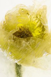 White poppy in ice 3 by Marc Heiligenstein