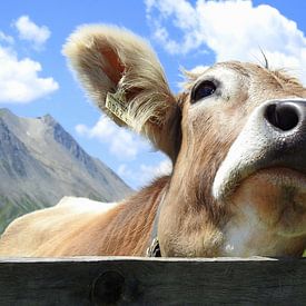 Koe in Tirol van Gert van der Hee