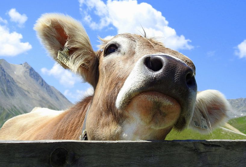 Koe in Tirol von Gert van der Hee