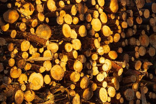 Dwingelderveld (Nederland)