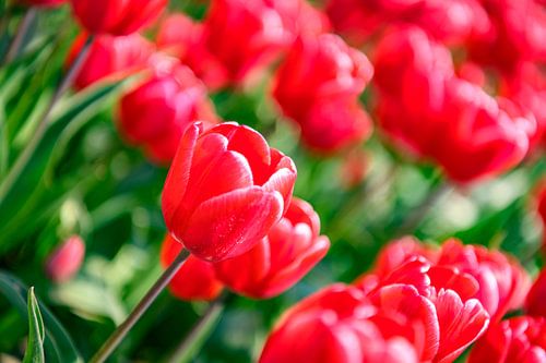 Floraison de tulipes rouges et roses dans un champ pendant une belle journée de printemps