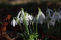 Spring Snow