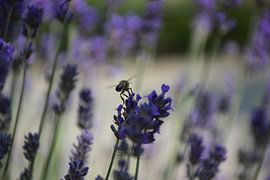 Lavanderbiene von Ingrid de Vos - Boom