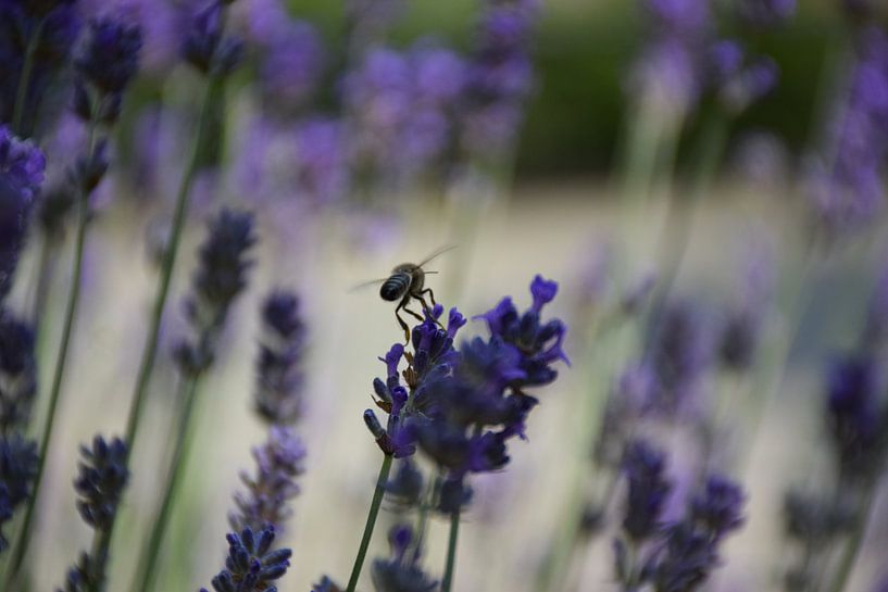 Lavanderbee by Ingrid de Vos - Boom