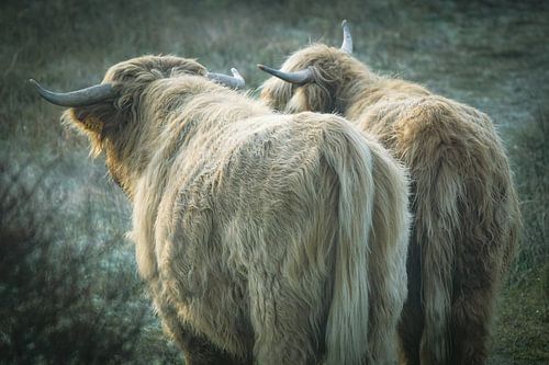 Schotse hooglanders
