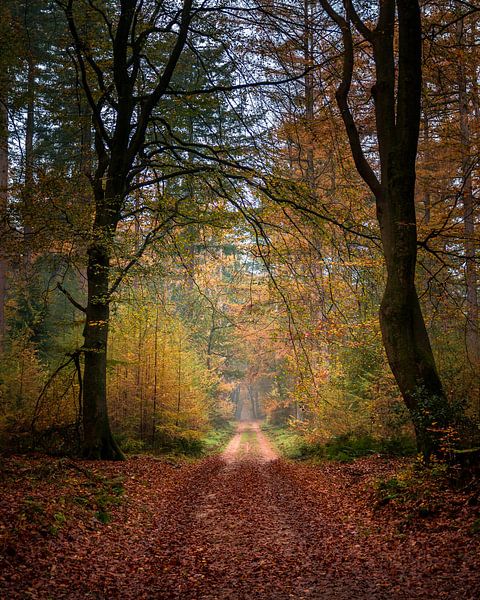 Speulderbos - 10 by Nuance Beeld