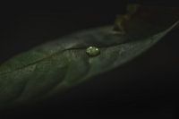 druppel op blad  donkere achtergrond