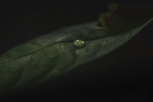Tropfen auf Blatt