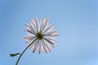 Spaanse margriet
