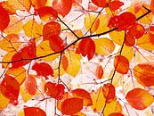 Arty Autumn in Orange (Automne artistique en orange) par Caroline Lichthart Aperçu