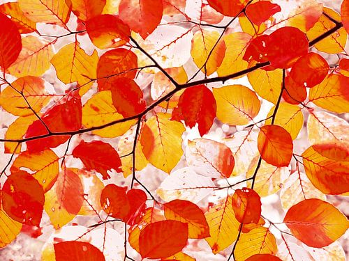 Arty Autumn in Orange (Artistic Autumn in orange)