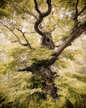 Flamenco van Lars van de Goor