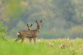 Three Deer by Ruben Van Dijk