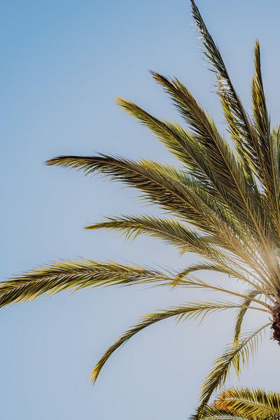 Palm trees in vintage colours by Kiki Multem