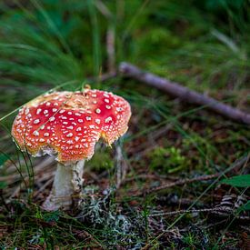 wunderschöner farbenfroher Fliegenpilz auf dem Waldboden von chamois huntress