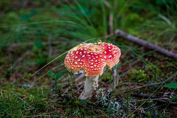 mooie kleurrijke paddenstoel op de bosbodem van chamois huntress