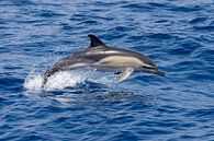 Gewone dolfijn (delphinus delphis) by Michelle Peeters thumbnail