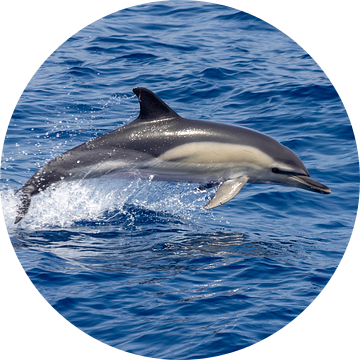 Gewone dolfijn (delphinus delphis) van Michelle Peeters