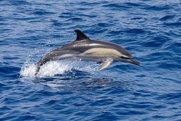 Gewone dolfijn (delphinus delphis) van Michelle Peeters